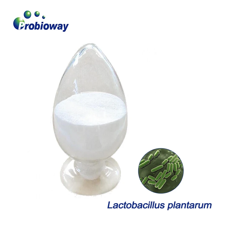  Халяль ISO Lactobacillus plantarum HH-LP56 20 млрд cfu/g пробиотиков сыпучих