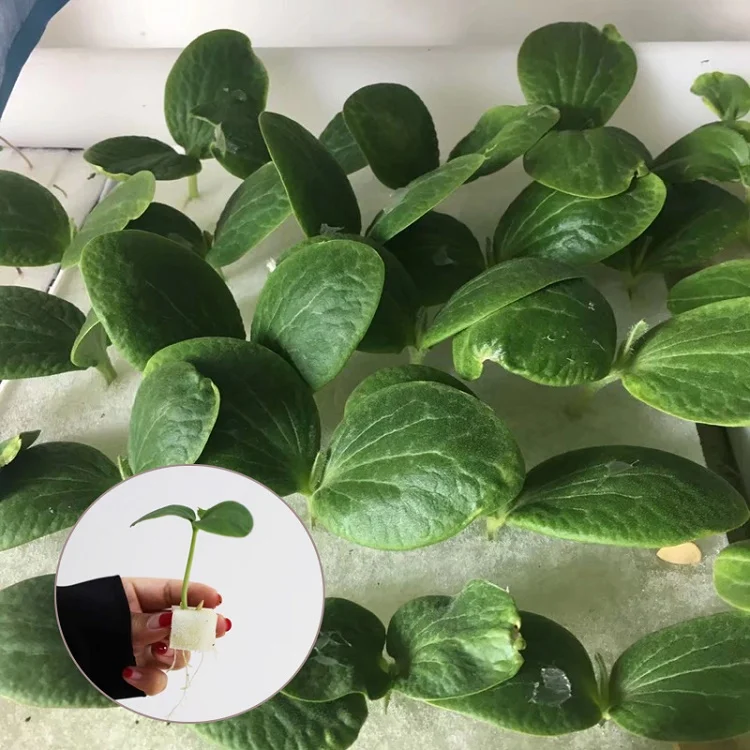 Garden Bee Eco-Friendly Hydroponic Systems Agricultural Seeding Planting Garden Sponge Peat Soil