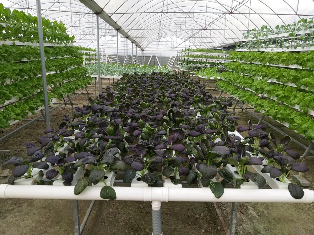 Aquaponics Growing System PVC Square NFT Pipe 100x50mm Greenhouse Hydroponics System Commercial hydroponics NFT Gully