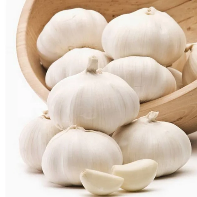 New Crop fresh garlic pure white garlic price