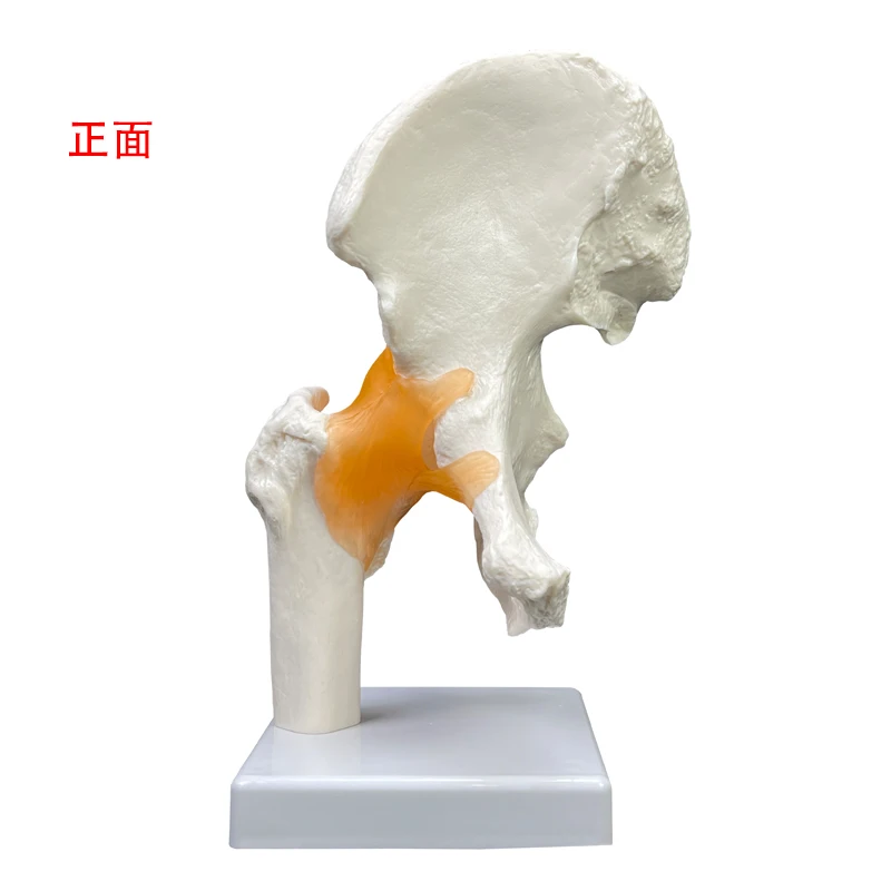 Production of high quality teaching anatomical models PVC material for medical demonstration Life size human hip joint models