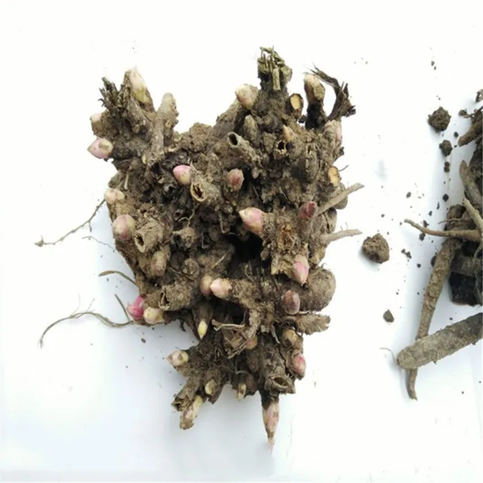 Китайские лампы высокого прорастания Shao yao Paeonia лактиflora для продажи