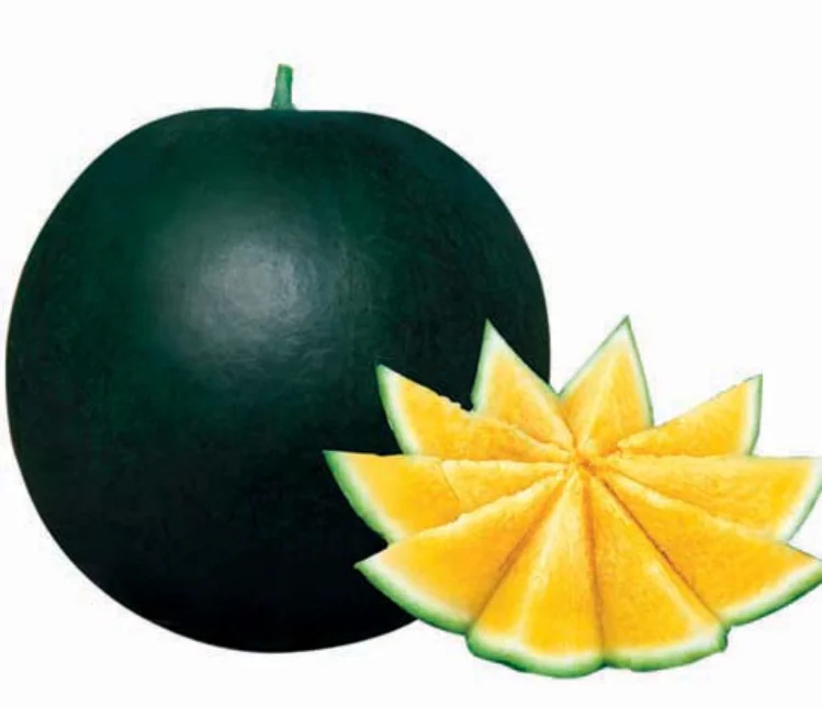 
2021 hot sell New batch yellow flesh seedless Watermelon seeds 