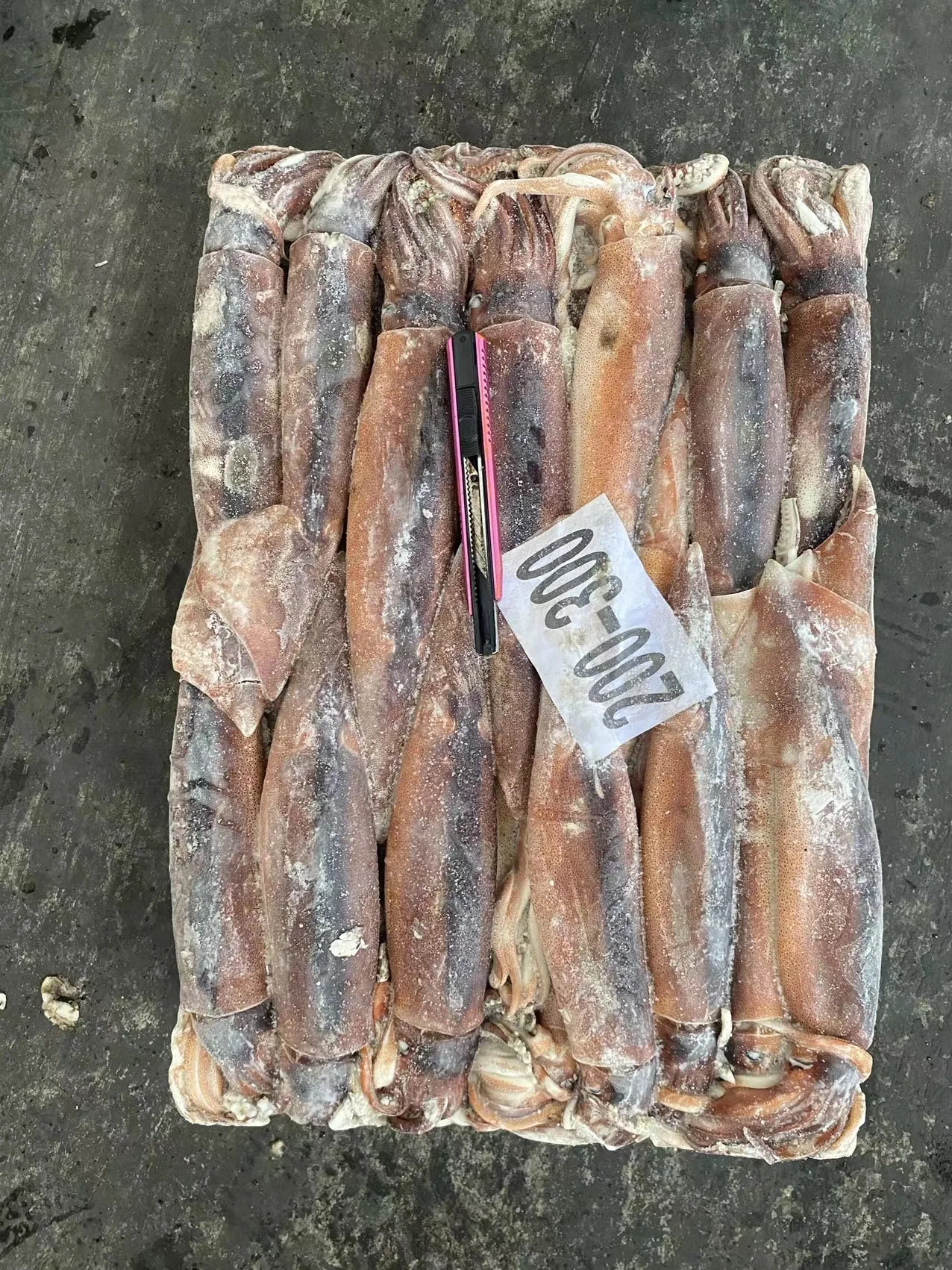 Argentina squid / frozen squid / frozen Illex Squid