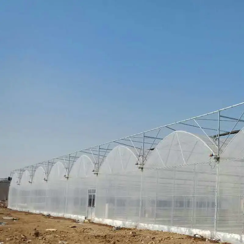 factory price agricultural multi span tunnel greenhouse used for hydroponic leaf vegetable