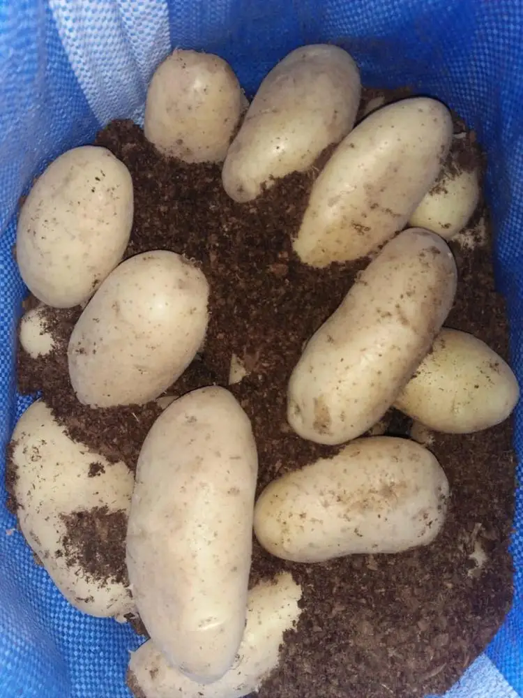  Лидер продаж свежий картофель для овощей оптом