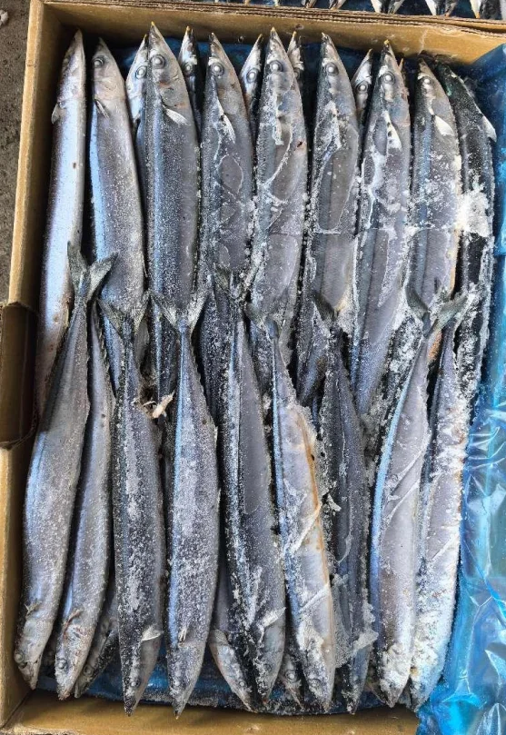 Factory Price Frozen Pacific Saury Fish Various Size Cololabis Saira