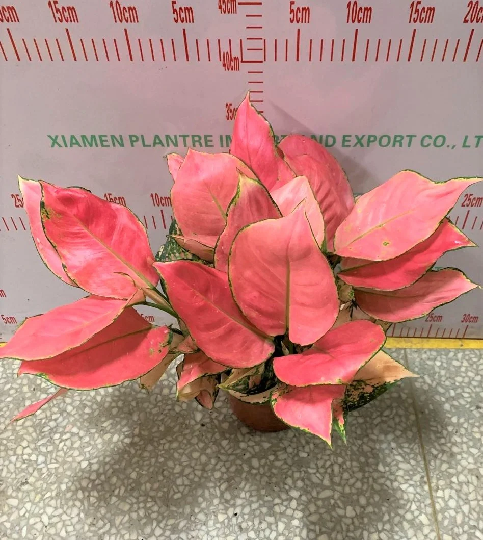 wholesale Aglaonema Auspicious red ornamental plant