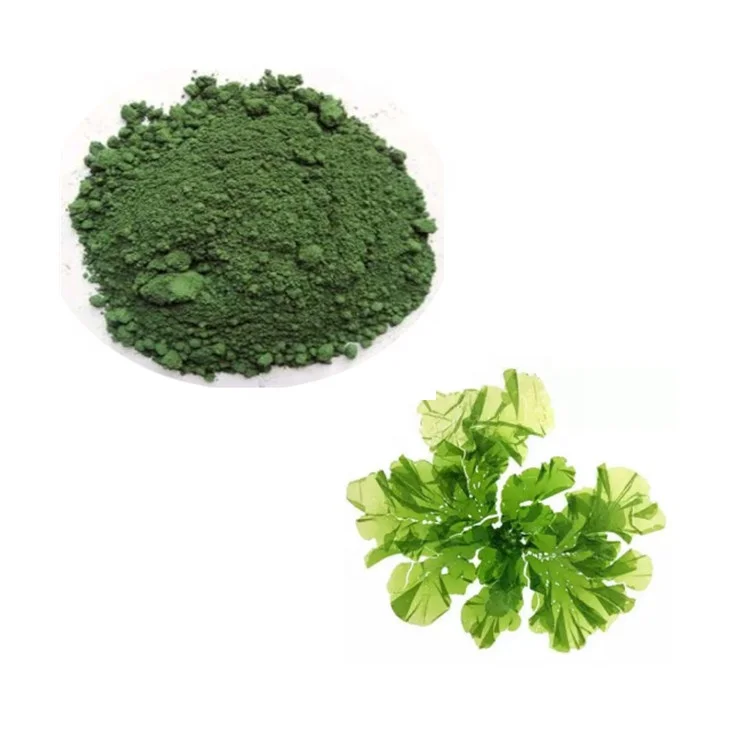 Cosmetic Grade Pure Ulva Lactuca Extract Powder in Bulk