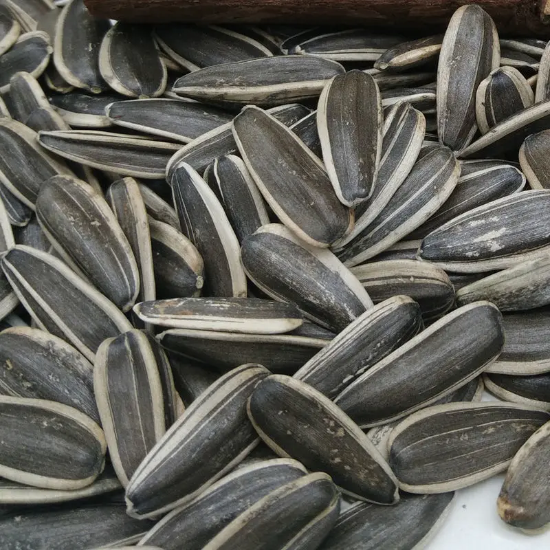 Biggest size grade A quality best price wholesale organic sunflower seeds Chinese large sizes black hulled sunflower oil