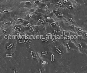 Высококачественные пробиотики Bacillus Coagulans