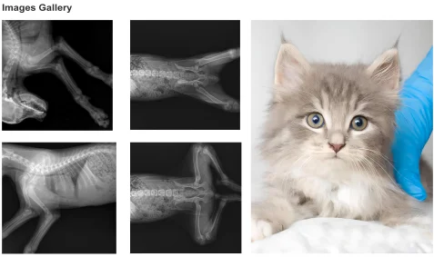 RC-MAX01  20KW, 200MA good quality veterinary x ray machine , vet x ray