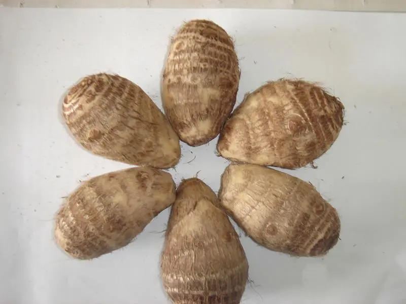 HOT HOT !!! FRESH TARO FROM VIETNAM WITH COMPETITIVE PRICE FOR SALE FOR WHOLESALER AND HIGH QUALITY FOR EXPORT