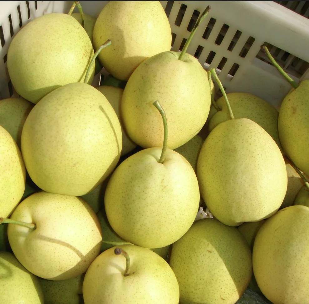 Green Pear Fruit Fresh Shandong Pear Supplier Wholesale Early Su Pear Exporter