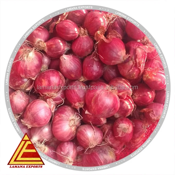 
Shallot Podisu Onion for Malayasia sambar onion 