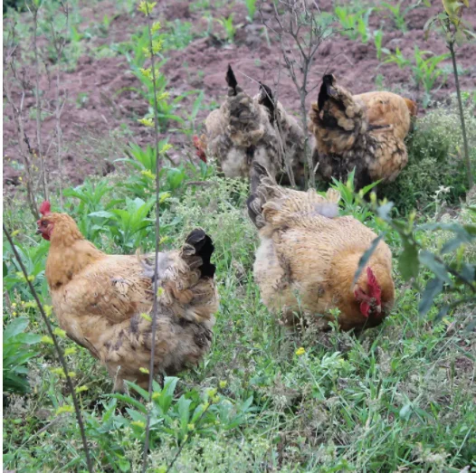 multivitamin plus Lysine DL-methionine plus mineral TE Promote growth,gain weight Promote egg