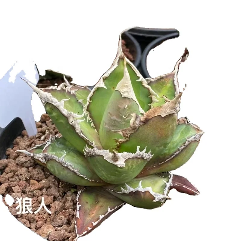Agave Titanota 'Werewolf' Seedlings Indoor Plants for Wholesale Ornamental Plants for Nursery