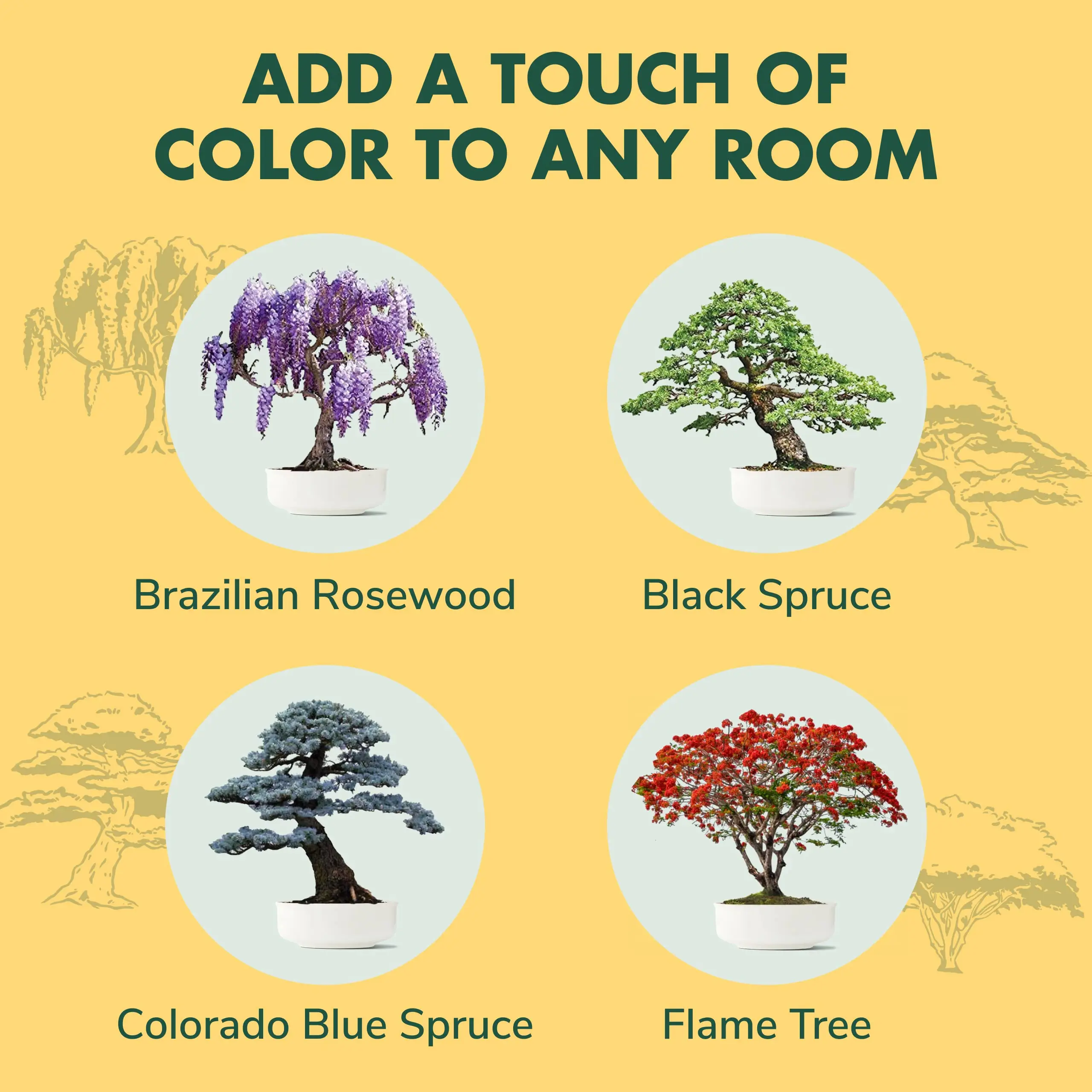 Hot Sale Home And Garden Products Gift Diy Ornamental Indoor Live Plant Natural Bonsai Starter Kit