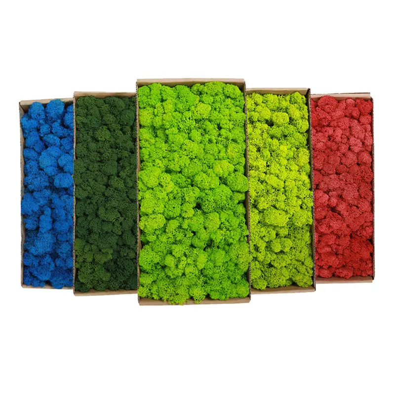 HQSLP wholesale high quality home office decoration natural reindeer pole moss leucobryum glaucum preserved moss