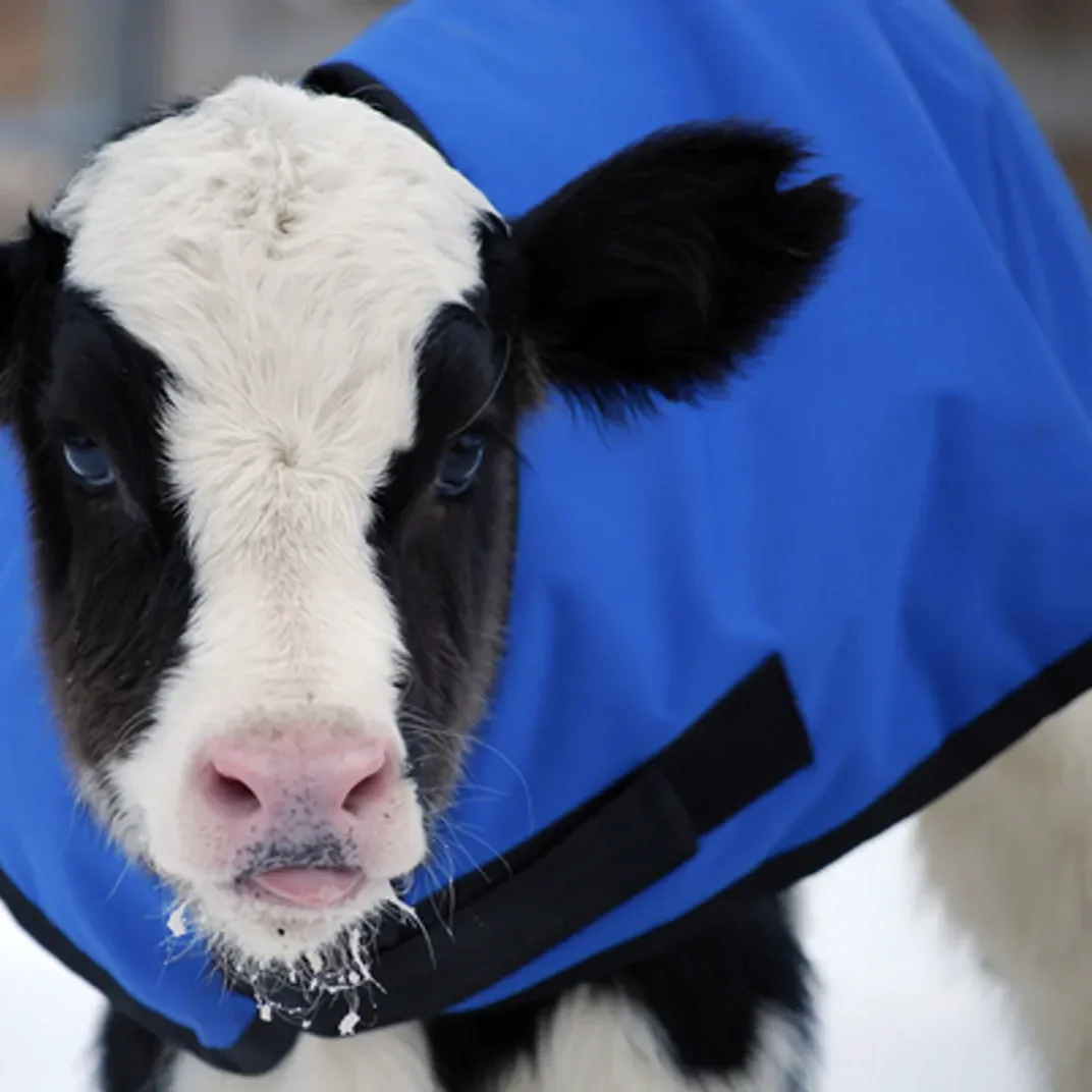 Delake Factory Price Small Animal Calf Coat Cattle Goat Jacket For Winter Warm