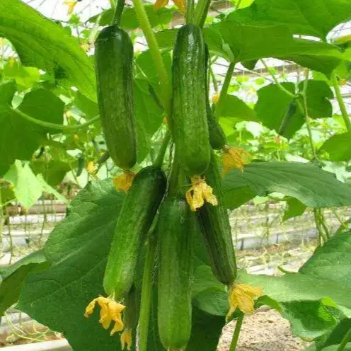China Agricultural Multi span Greenhouse for Cucumber growing