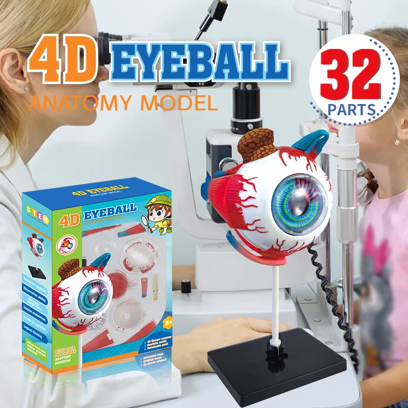 Top Selling Human Organ Education Kit 4D Eyeball Structure Learning Kit Human Body Science Toys for Kids