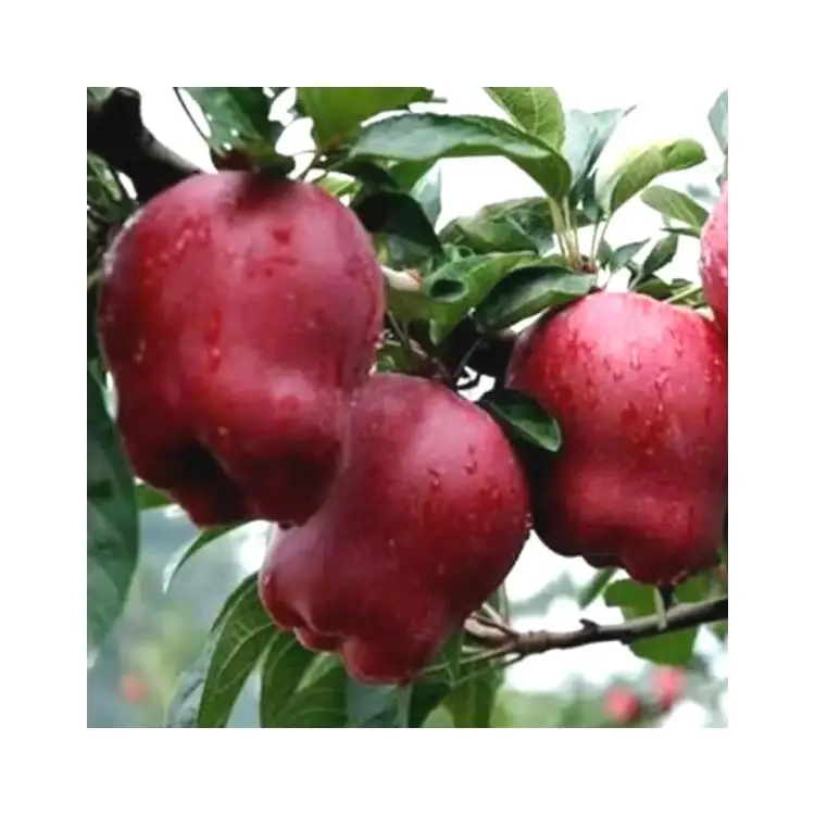CE certificated approved sugar chinese RED STAR APPLE 60mm-75mm red fresh apple for sale