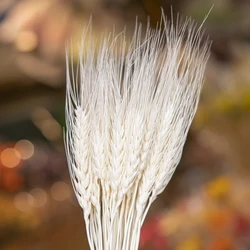 UKIQUEEN Dried Flowers Natural Bleached White Wheat Bunches Bouquet Sheaves Stalks Dried Wheat Stack Bundle