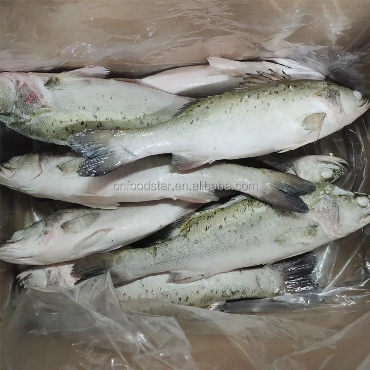 Hot Sale Fresh Frozen Whole Round Sea Bass Fish