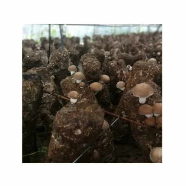 
Cultivated edible fungus shiitake mushroom spawn bag pack production shiitake mushroom fresh 