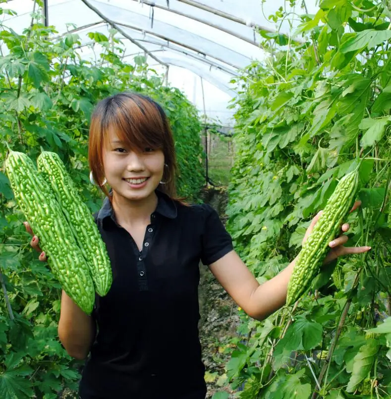 
Ku gua F1 Netherlands natural china vegetable Green bitter gourd seeds 