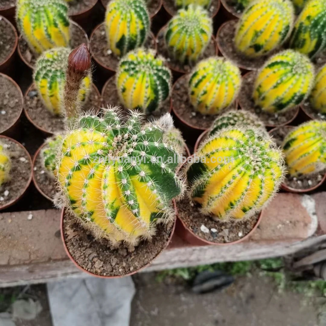 
High quality variegated catus wholesale cactus natural cactus indoor plant bonsai 