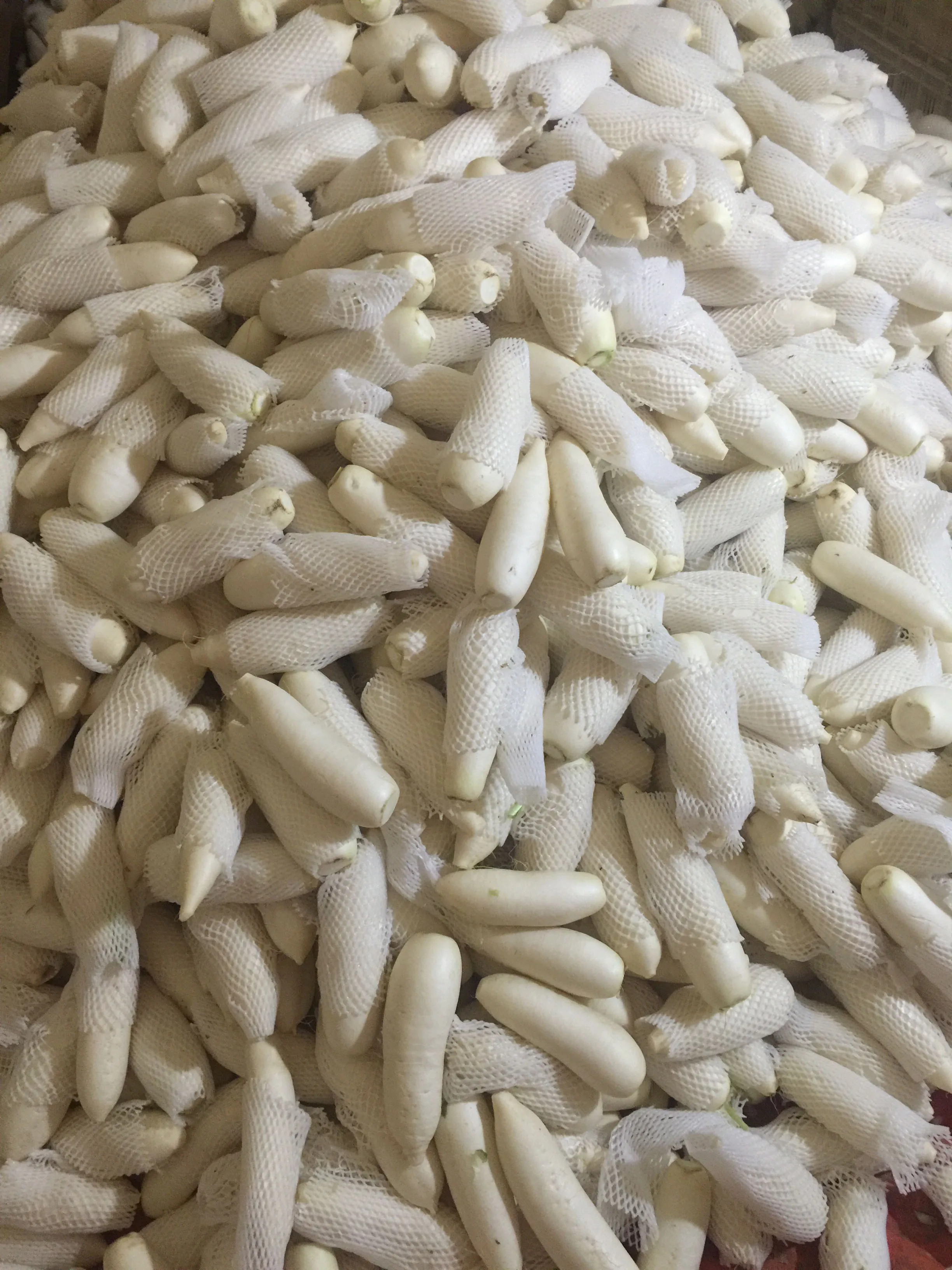 Новый сезон поставки с китайской фабрики свежие зеленые и белые редиски на экспорт длинные семена редьки цена из