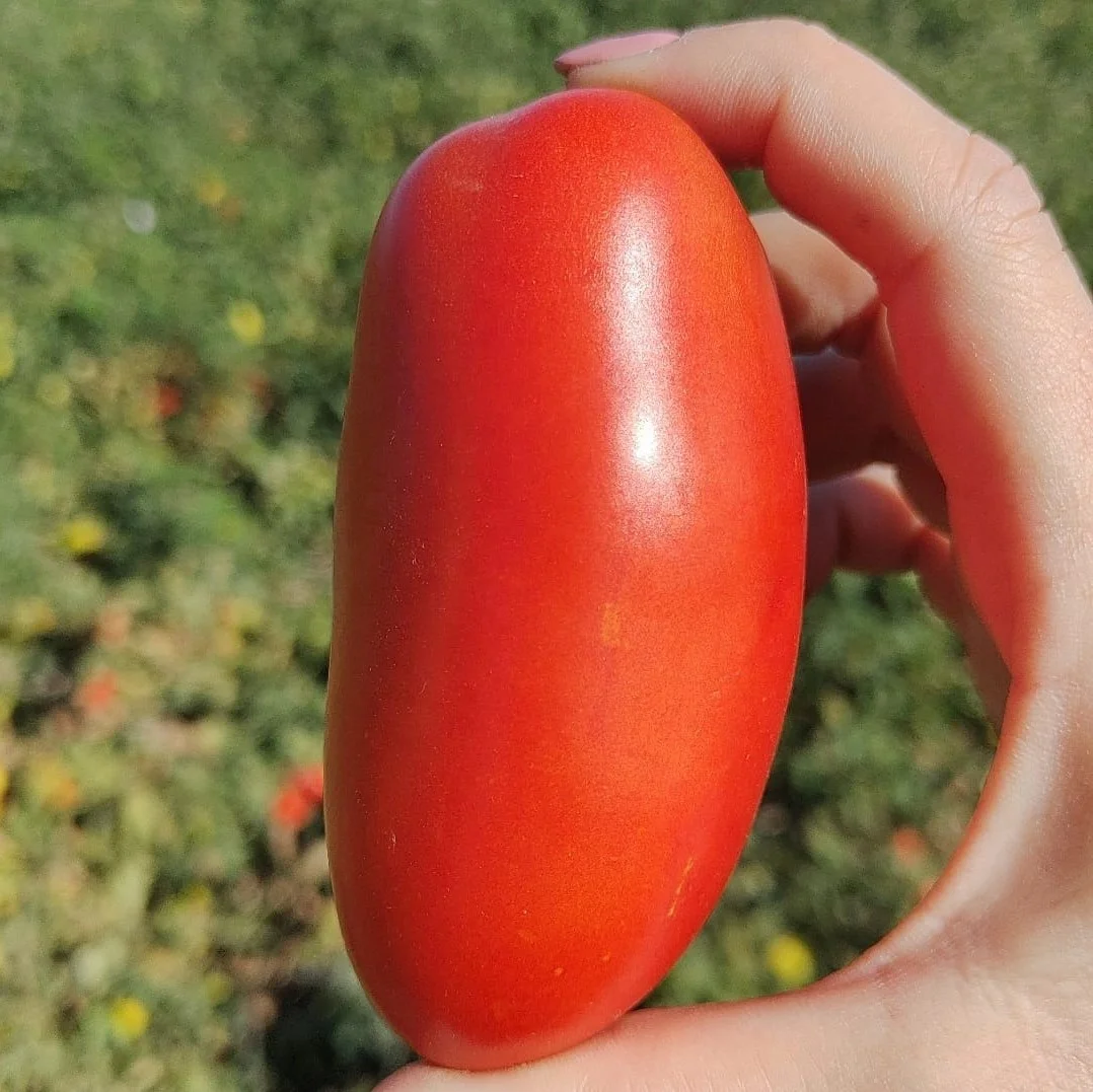 100% Made In Italy Thick Artisanal Thick And Dense Consistency Tomato Puree 700g Passata For Cooking Pasta And Pizza