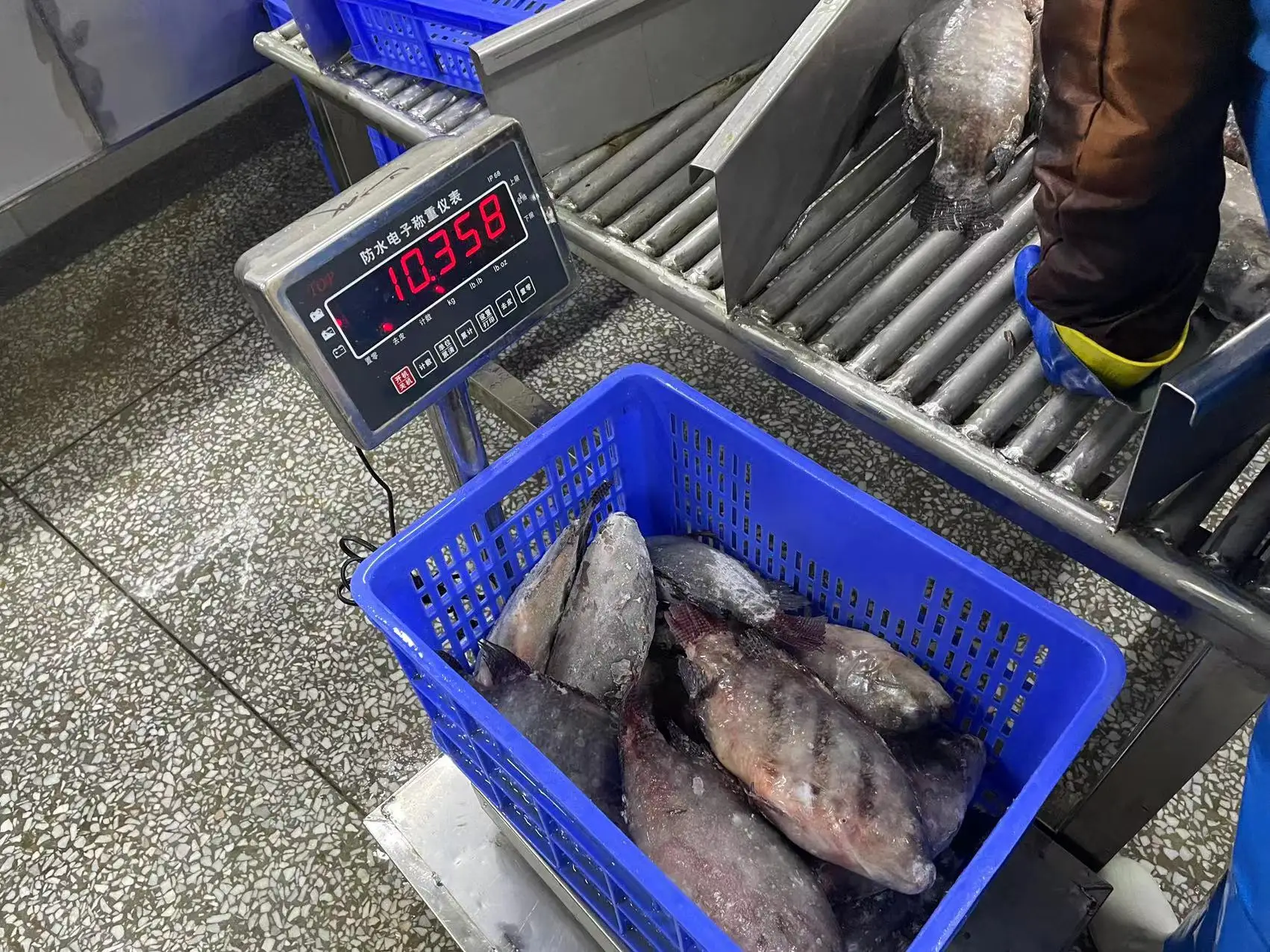 Tilapia Tilapia China Farming Fish Black Tilapia Frozen from China