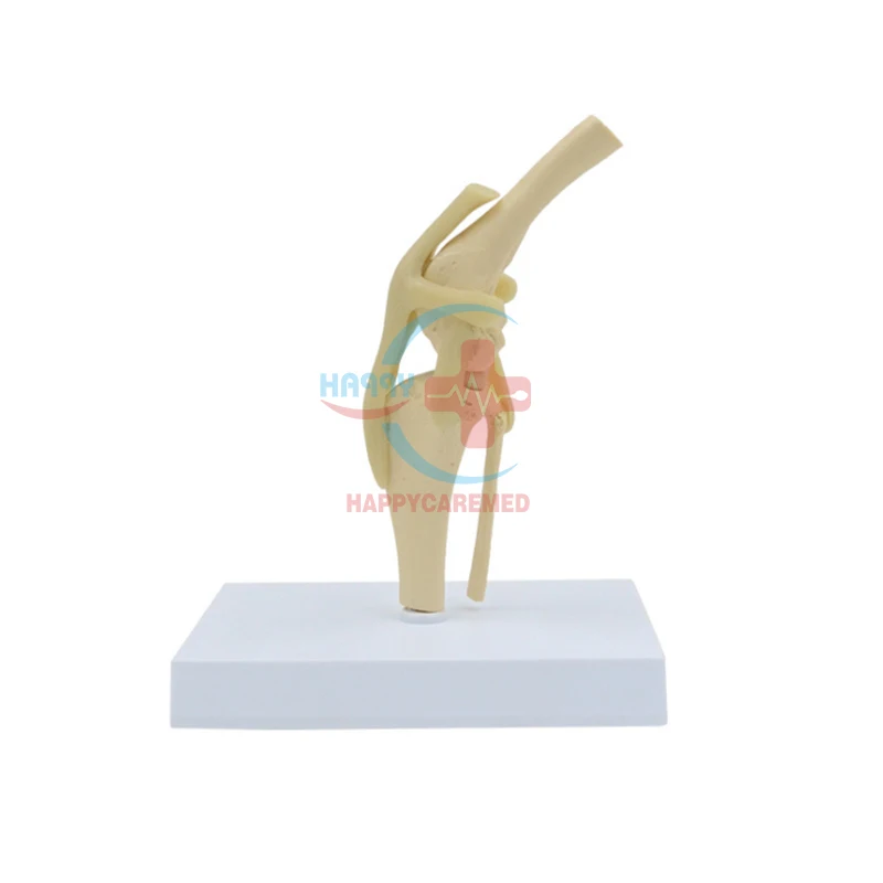 HC-R125 veterinary medical model Canine knee joint demonstration model