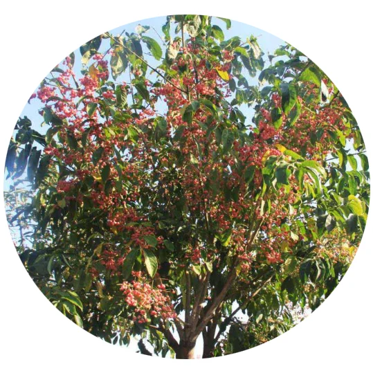 Fresh cold-resistant heat-resistant Euonymus maackii tree seeds/tree seeds for planting
