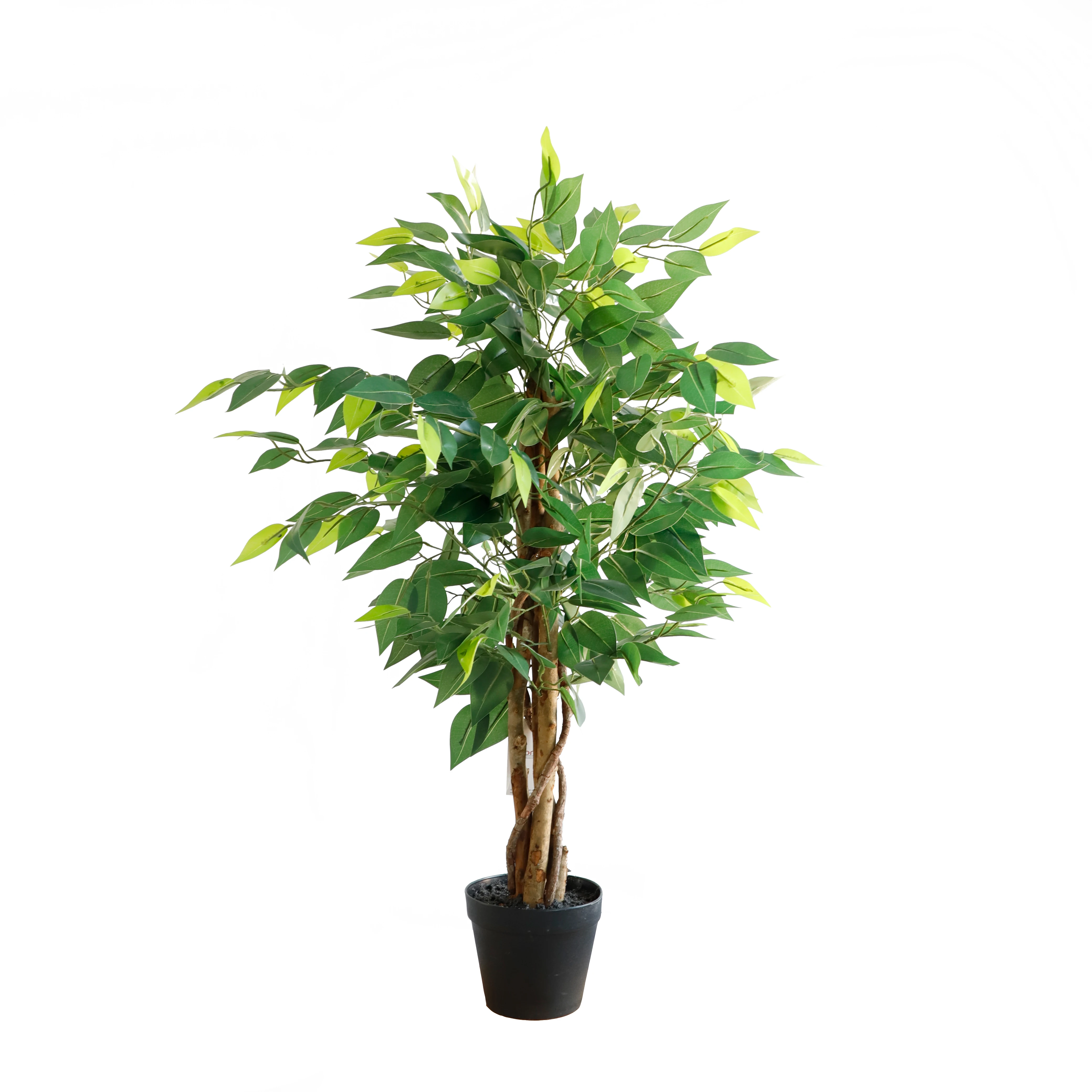 New Design Plants ficus tree nursery taiwan ficus bonsai ficus microcarpa bonsai trees arabic decoration