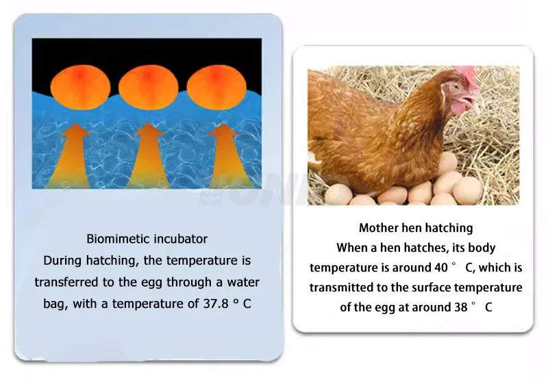 Wholesale Constant Temperature Electric Heating Dual Power 9 Eggs Incubator Spare Parts