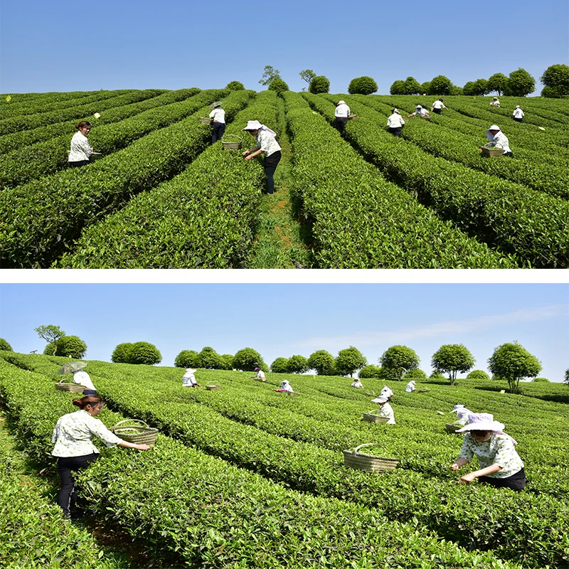 Premium Quality Certified Organic Black Tea in Corn Fiber Tea Bag