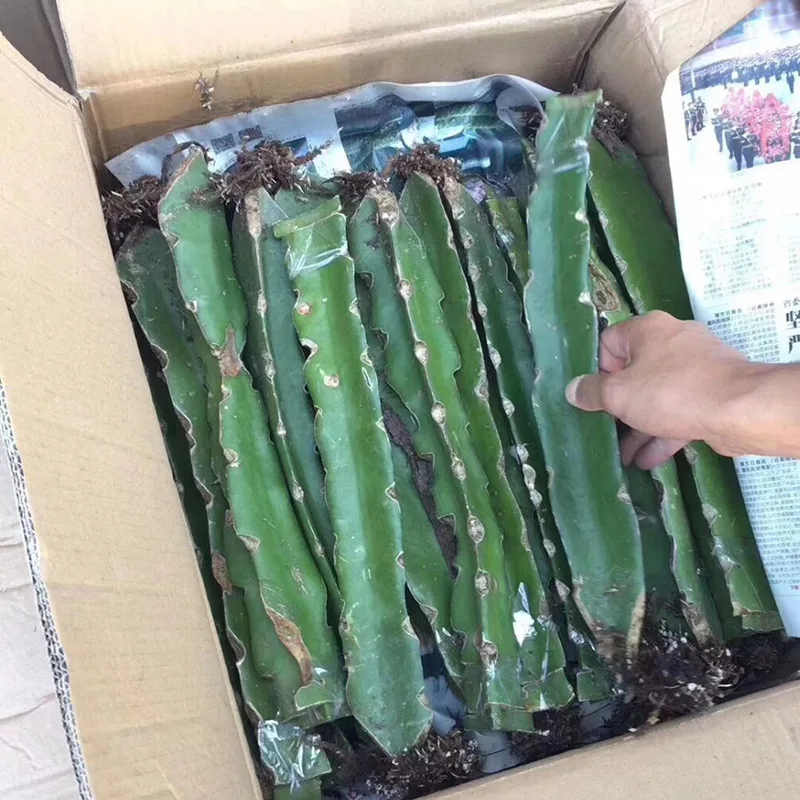  Привлекательная цена фруктовые деревья красный дракон саженцы для