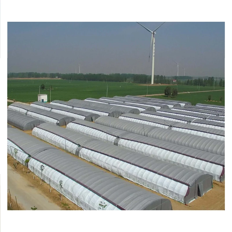 Your Trusted Source for Affordable, Durable and Wind-Resistant Greenhouses