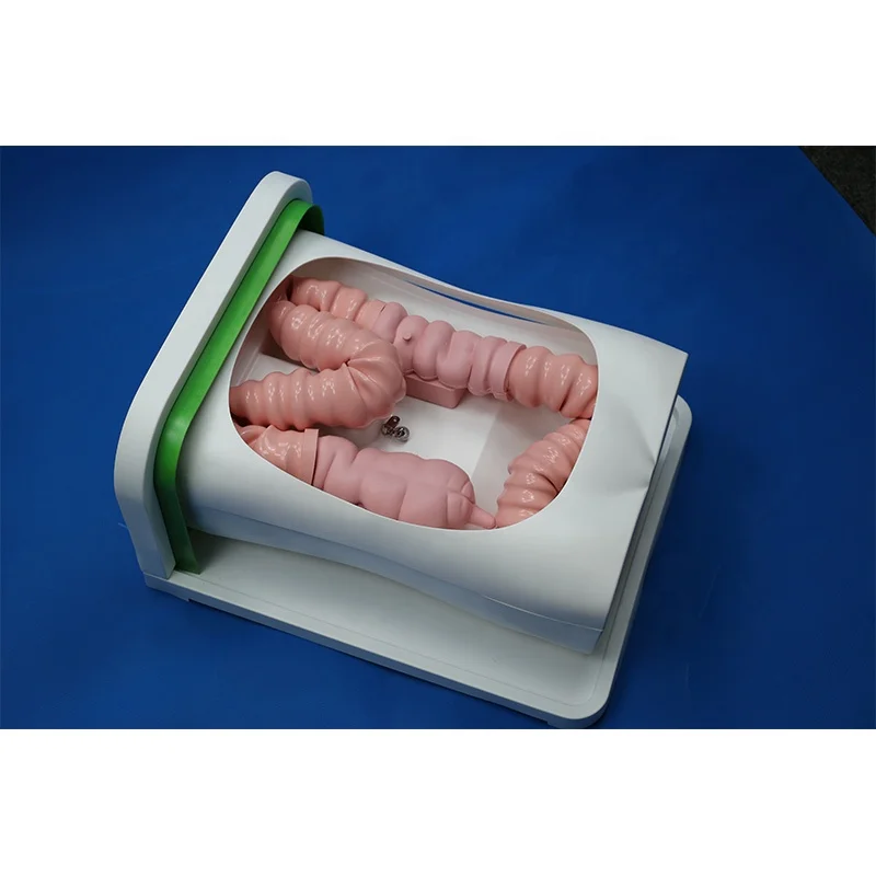 Медицинская обучающая модель для колоноскопического вмешательства манекен человека колоноскопа Обучающие