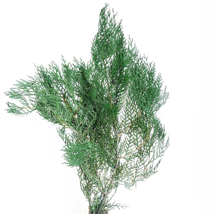 Производство высококачественных листьев кипариса, сосны и листьев кипариса