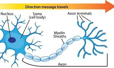 Scientific Human Anatomy - Neuron Model 2500-fold Magnification of Neuronal Cell Body and Nerve Fiber Structure Amplification