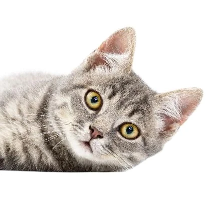 
Professional FIP Consulting Service for FIPV Prevention for cat 