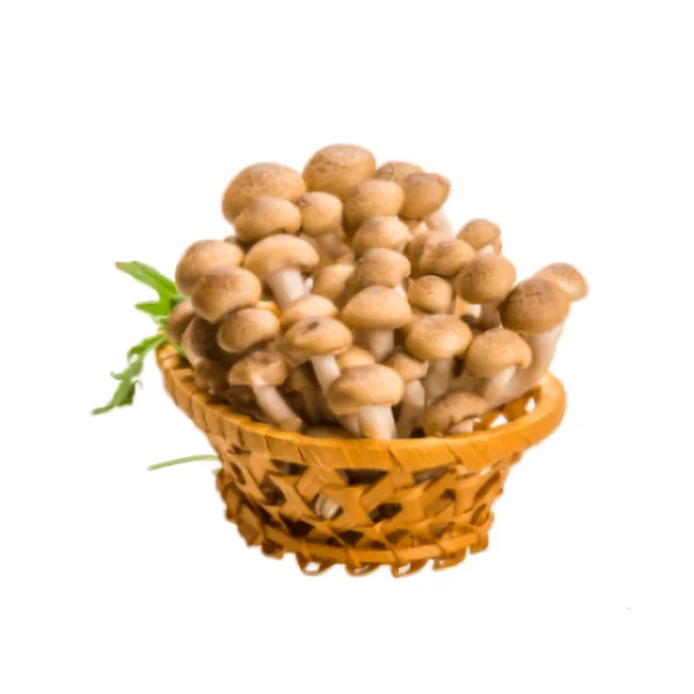 
Cultivated edible fungus shiitake mushroom spawn bag pack production shiitake mushroom fresh 