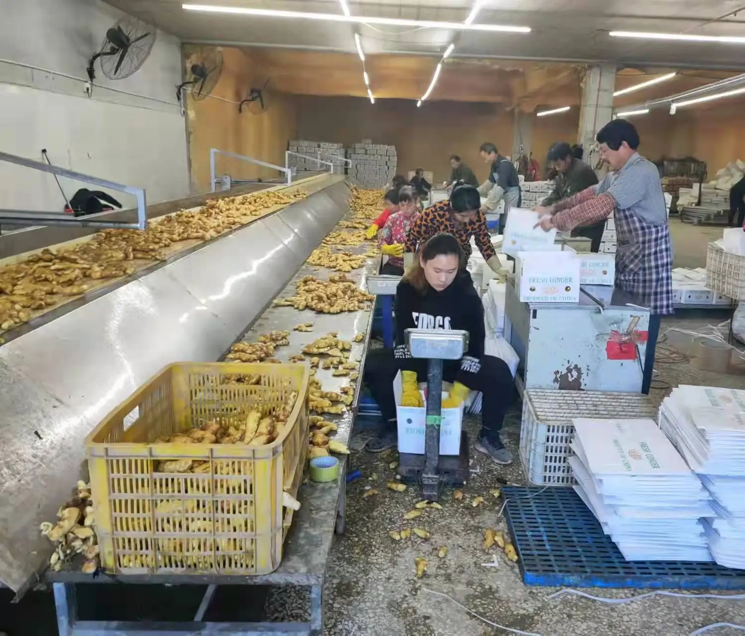 hot sale Chinese fresh ginger water washed fresh ginger factory price fresh ginger