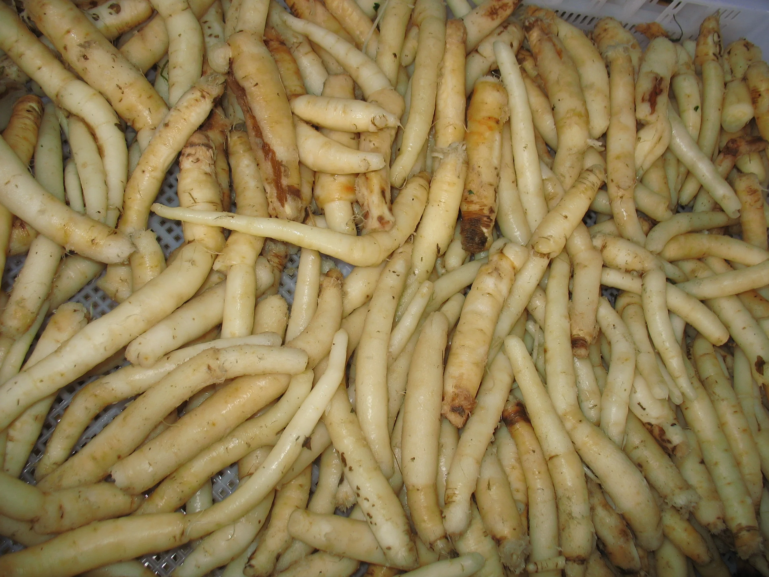 Chuanminshen violaceum Chinese herbal medicine Flat bed dryer