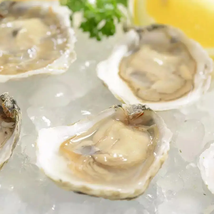 Quality Oyster Seafood New Season Seafood Products Reasonable Price Oysters Good Taste Oyster In Stock in wholesale price